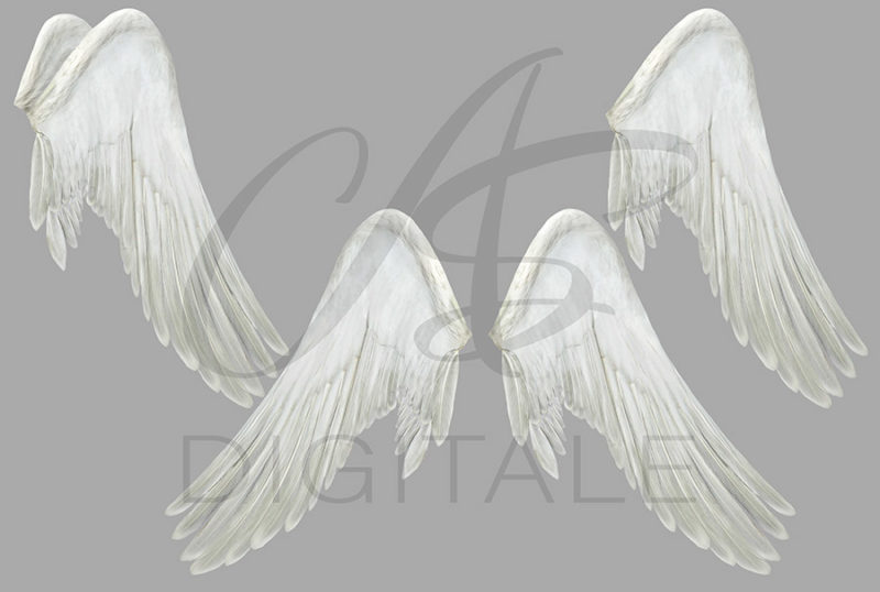 skrzydła-labedzia-aniola-biale-czarne-nakladki-fotograficzne-photoshop-psd-png-edycja-zdjec-2