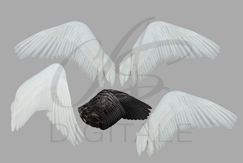 skrzydła-labedzia-aniola-biale-czarne-nakladki-fotograficzne-photoshop-psd-png-edycja-zdjec-3